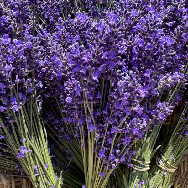 Lavender Culinary Buds