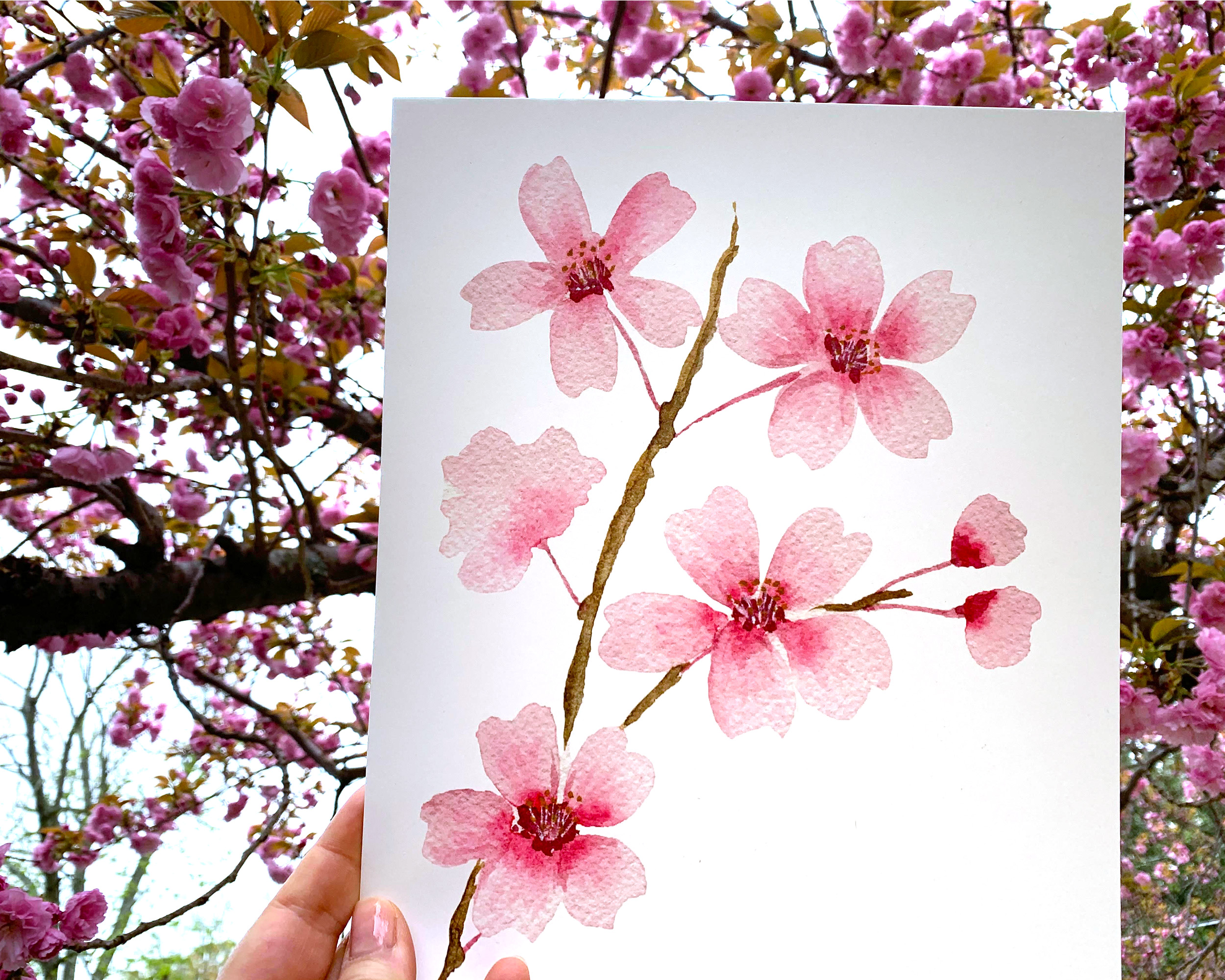 Photo of our Watercolor Cherry Blossom Branch Art Print in front of a cherry blossom tree in bloom. The art print features a watercolor painting of a single branch of pink cherry blossoms.