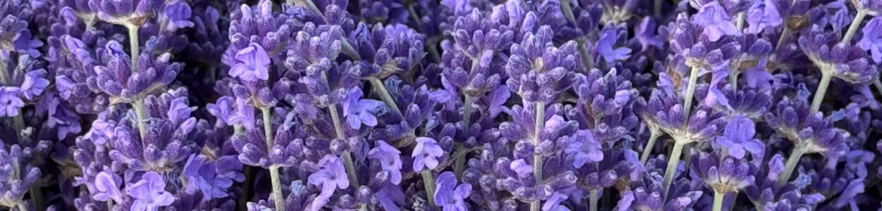 Lowe’s Lavender Farm