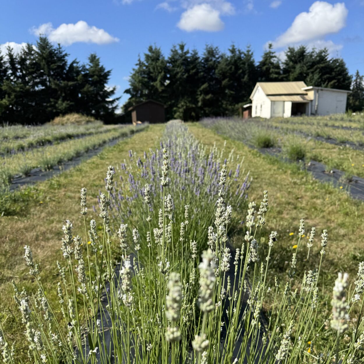 Lowe’s Lavender Farm