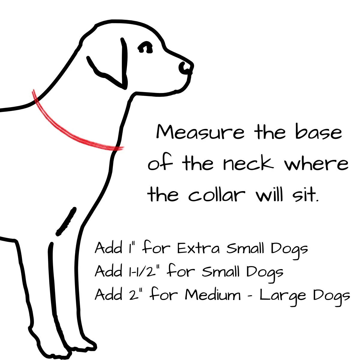 measure the base of your dogs neck where the collar will sit. Add one inch to that measurement for extra small dogs, one and one half inches for small dogs, and two inches for medium to large dogs.