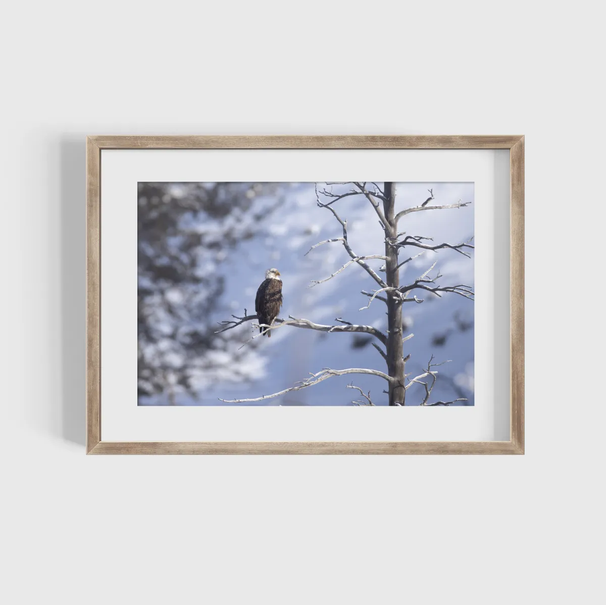 Bald eagle on dead branch winter scene