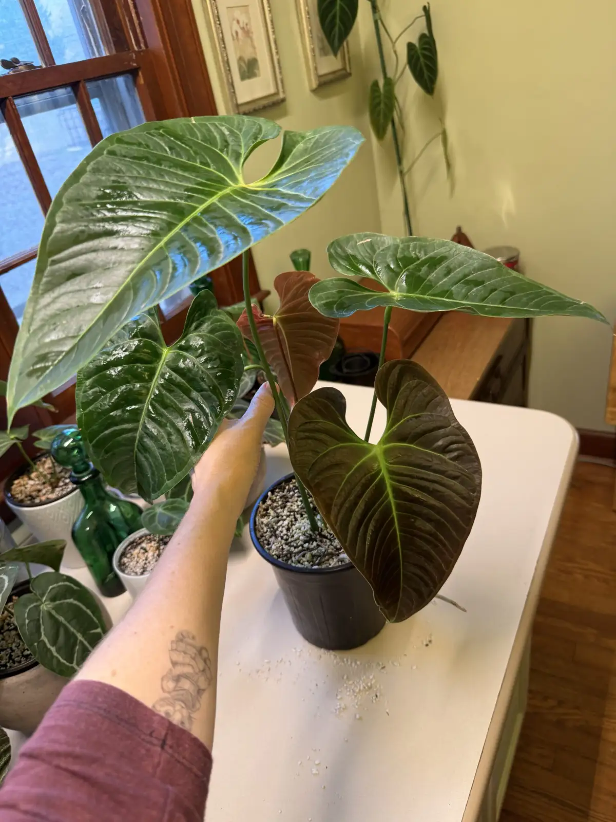 Anthurium Black Vietchii - Image 2