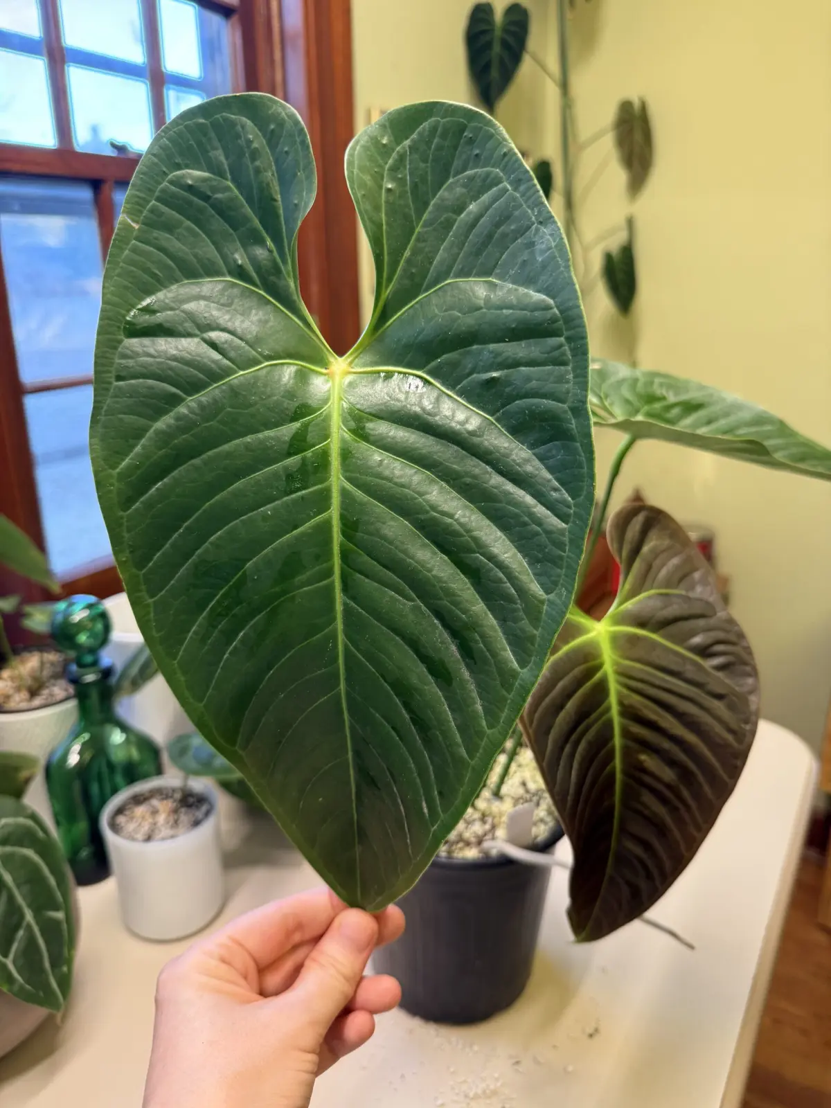 Anthurium Black Vietchii - Image 3