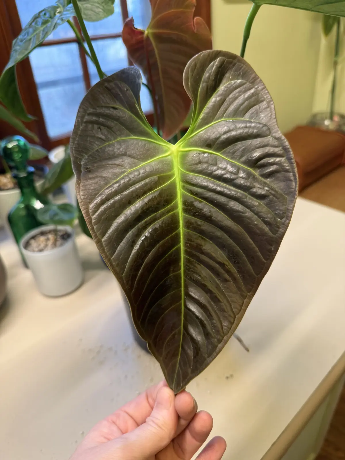 Anthurium Black Vietchii - Image 4