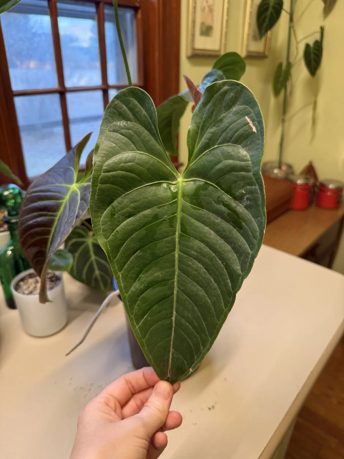 Anthurium Black Vietchii - Image 5