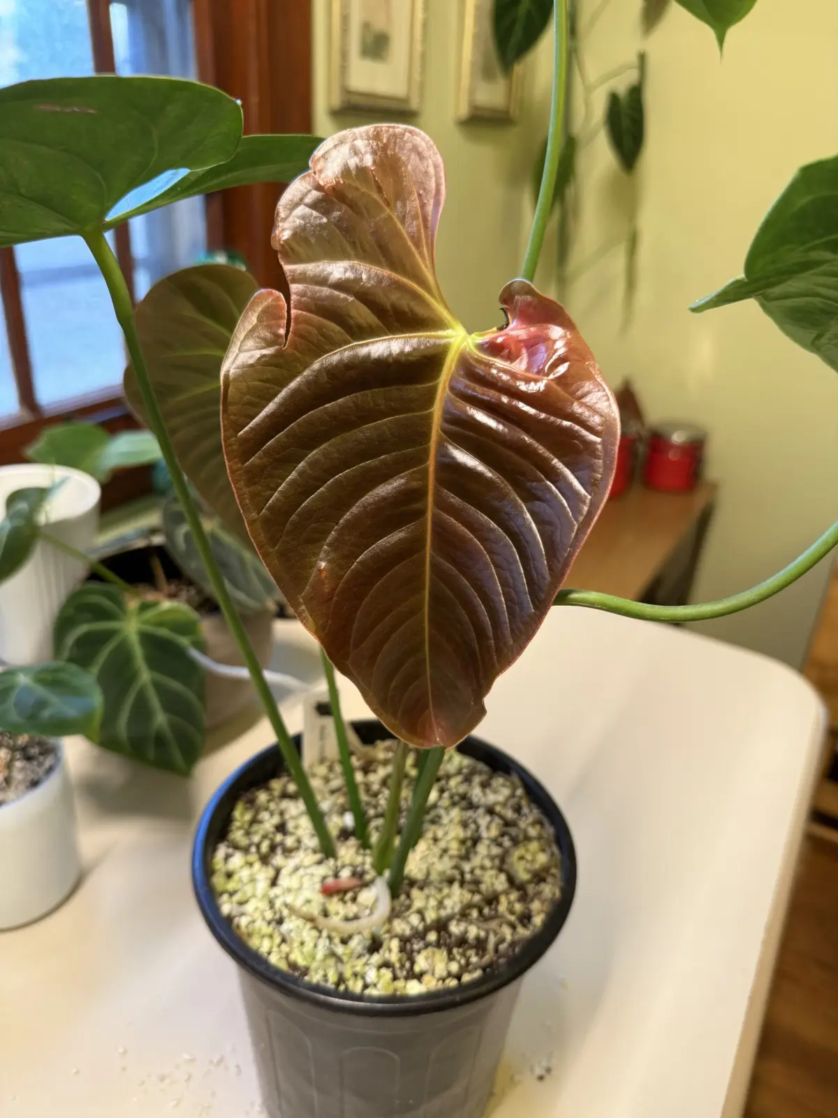 Anthurium Black Vietchii - Image 7