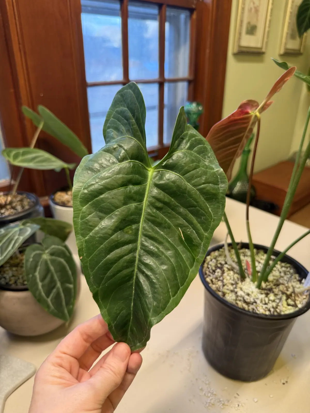 Anthurium Black Vietchii - Image 6
