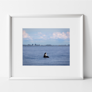 black and white killer whale head poking out of the blue ocean