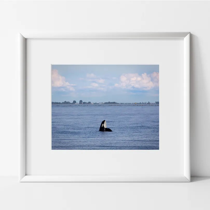 black and white killer whale head poking out of the blue ocean