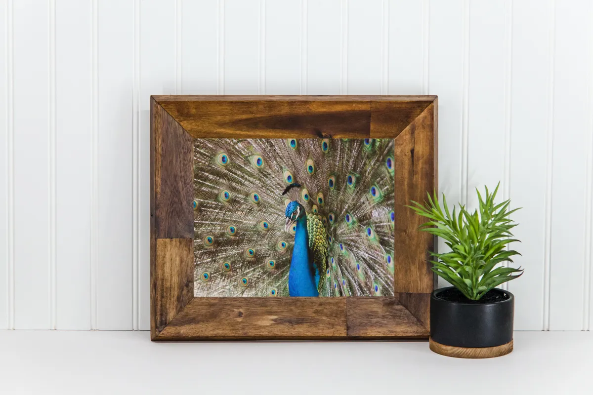 Close up of a male peacock