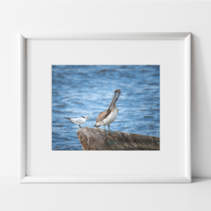 Brown Pelican looking down at a small white tern while both stand on a rock with blue water of Tampa Bay as the background