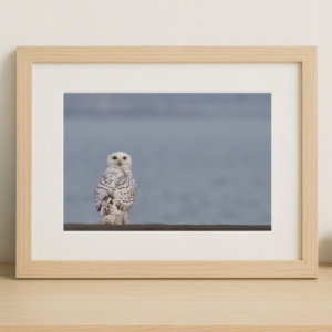 White owl with lake water in background