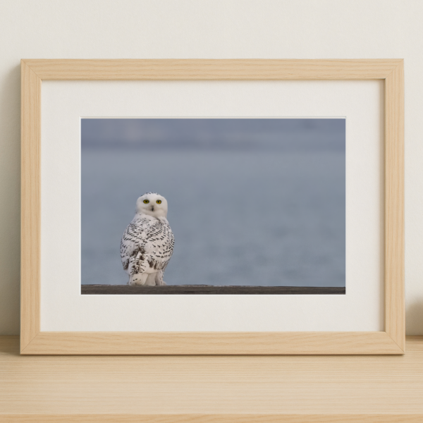 Chicago’s Snowy Owl Photography Print
