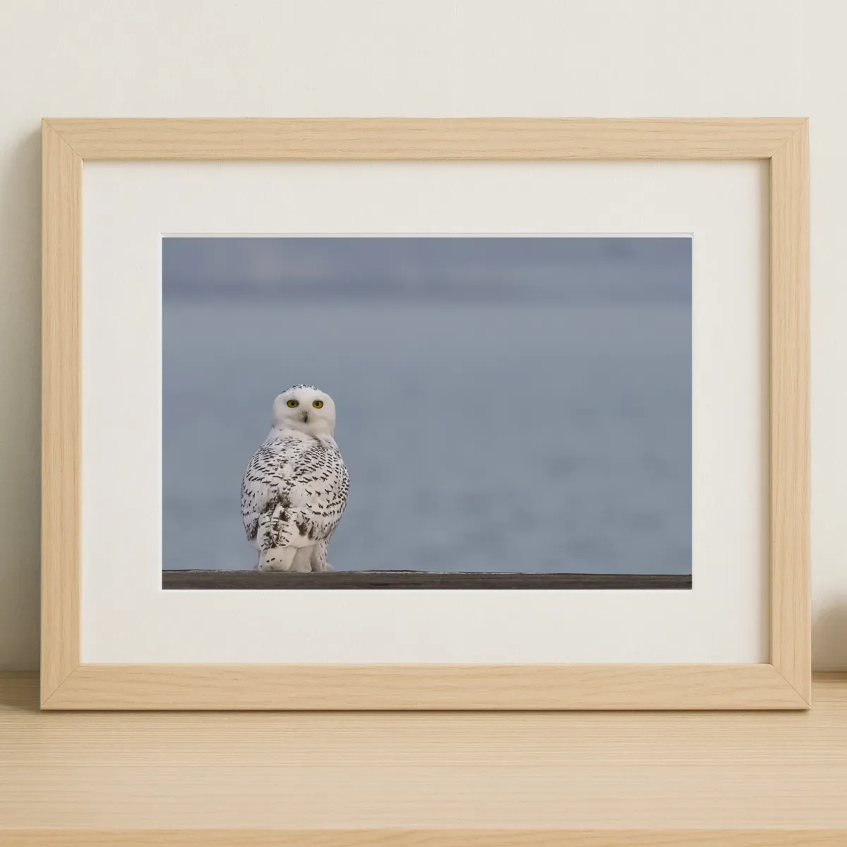 White owl with lake water in background