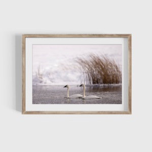 2 white swans floating on a river with snow and brown bush in background