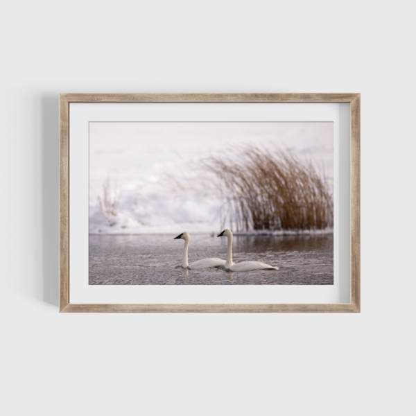 Trumpeter Swan Duo Photography Print