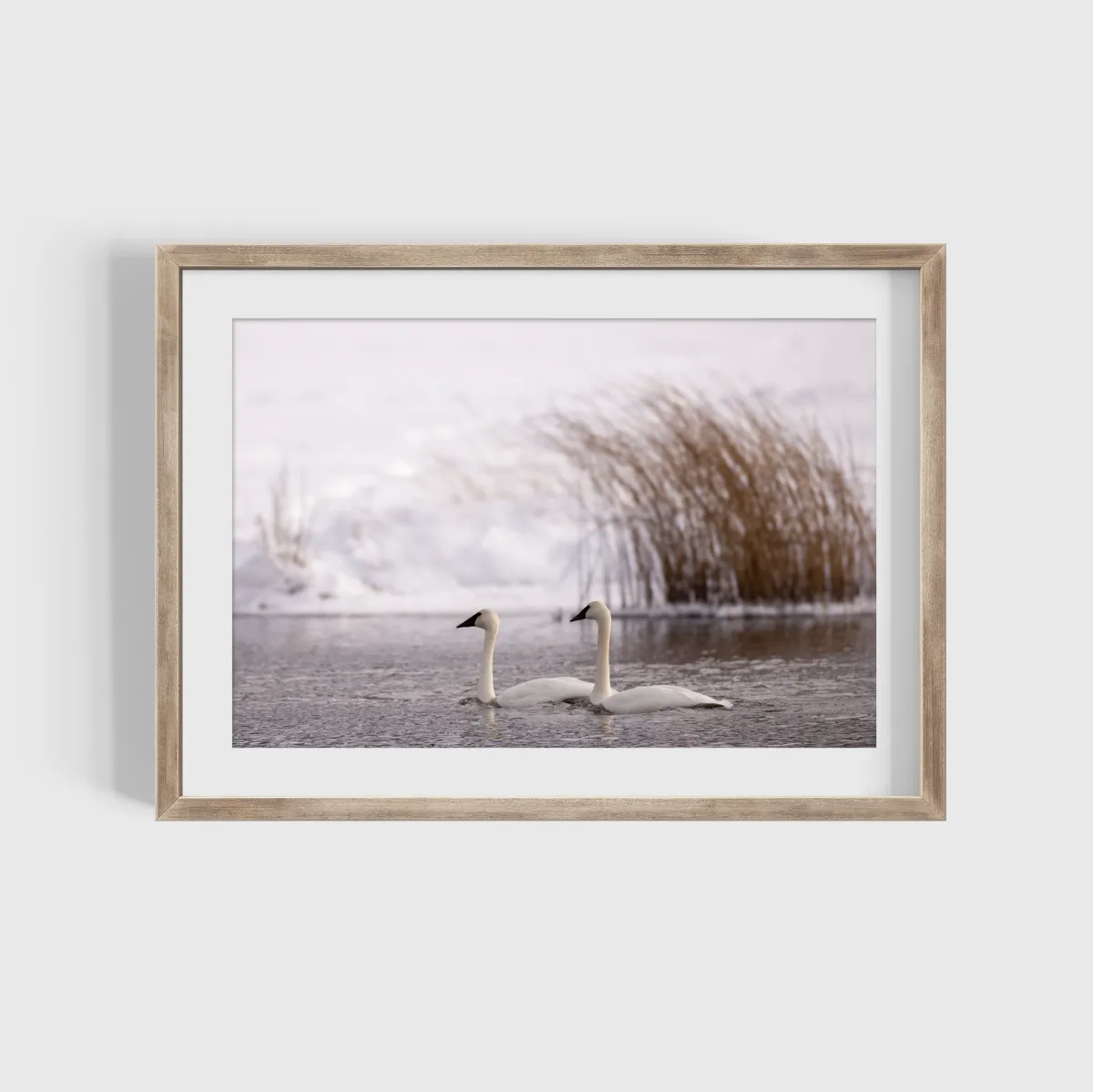2 white swans floating on a river with snow and brown bush in background