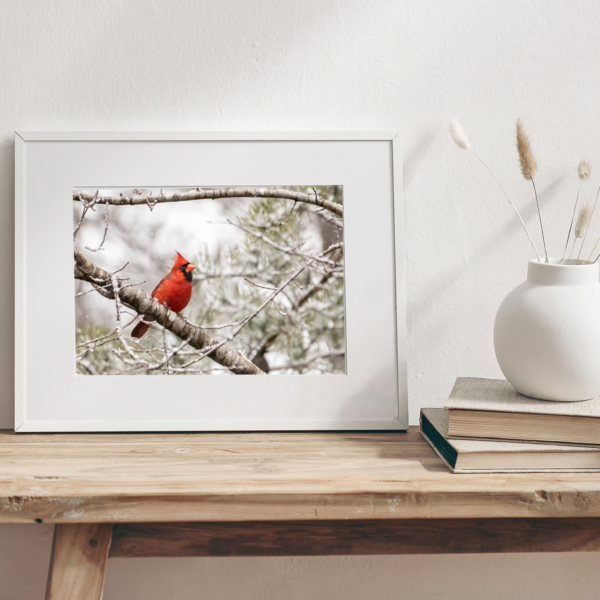 Northern Red Cardinal in Winter’s Snow Photography Print