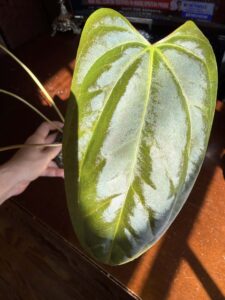 Anthurium BVIT x Portillae