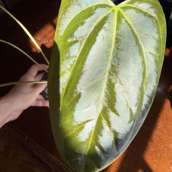 Anthurium BVIT x Portillae