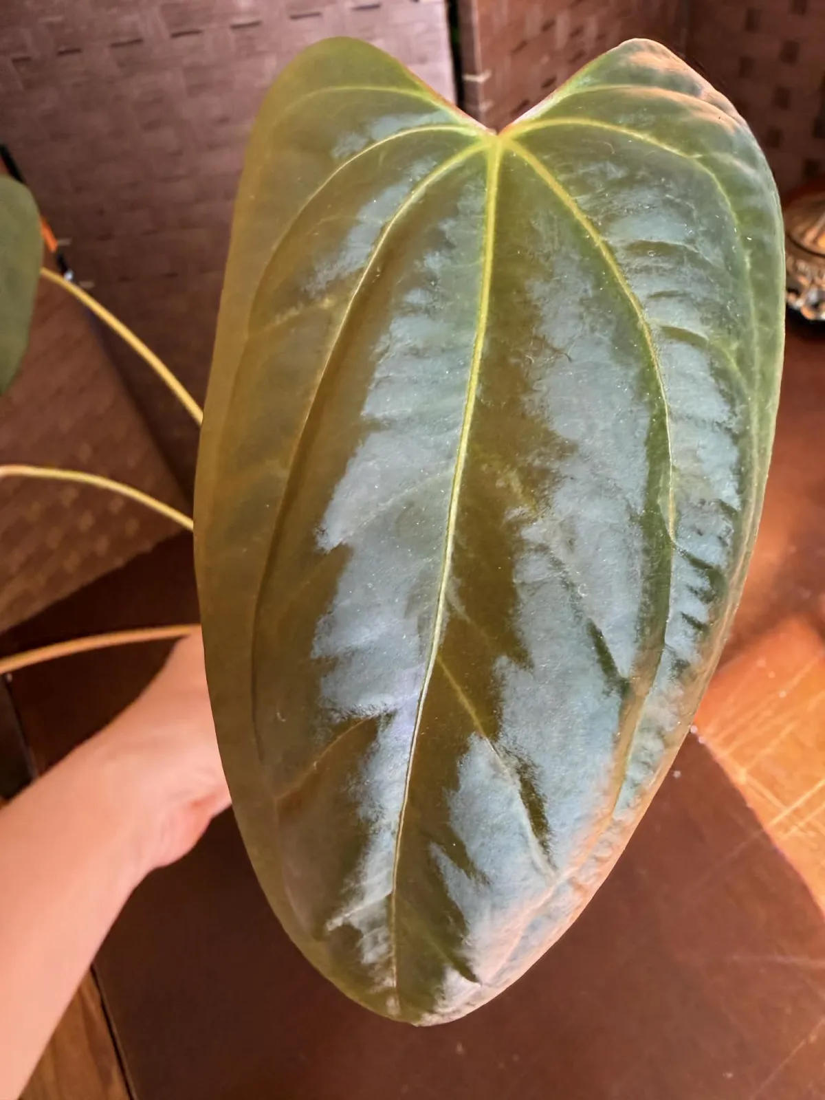 Anthurium BVIT x Portillae - Image 7