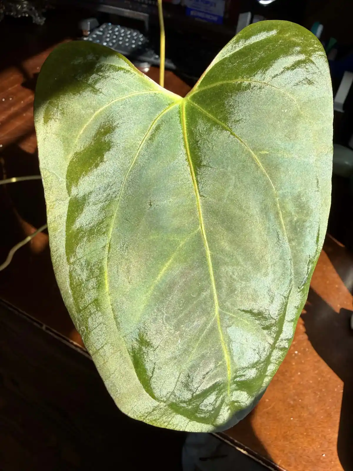 Anthurium BVIT x Portillae - Image 6