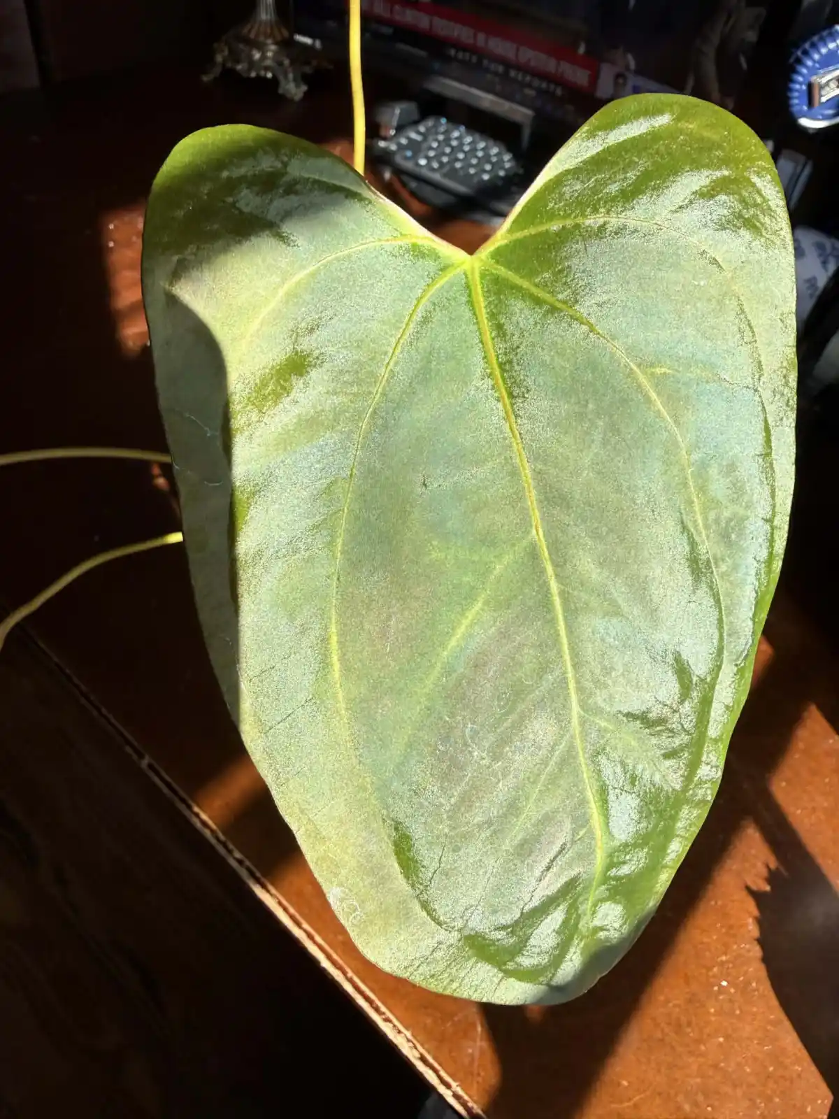 Anthurium BVIT x Portillae - Image 5