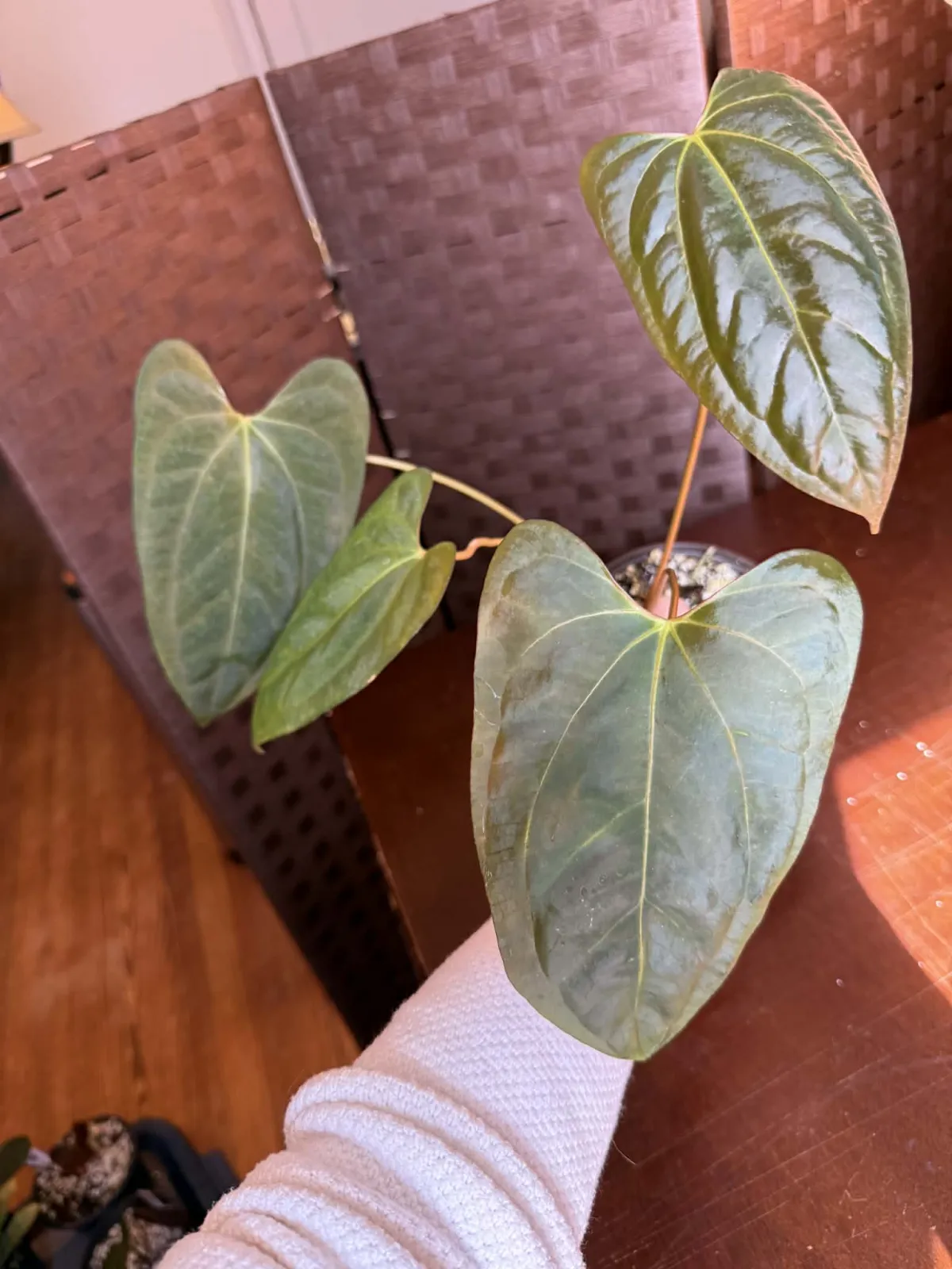 Anthurium BVIT x Portillae - Image 3