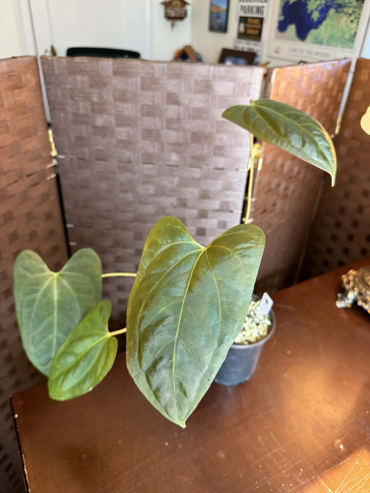 Anthurium BVIT x Portillae - Image 4