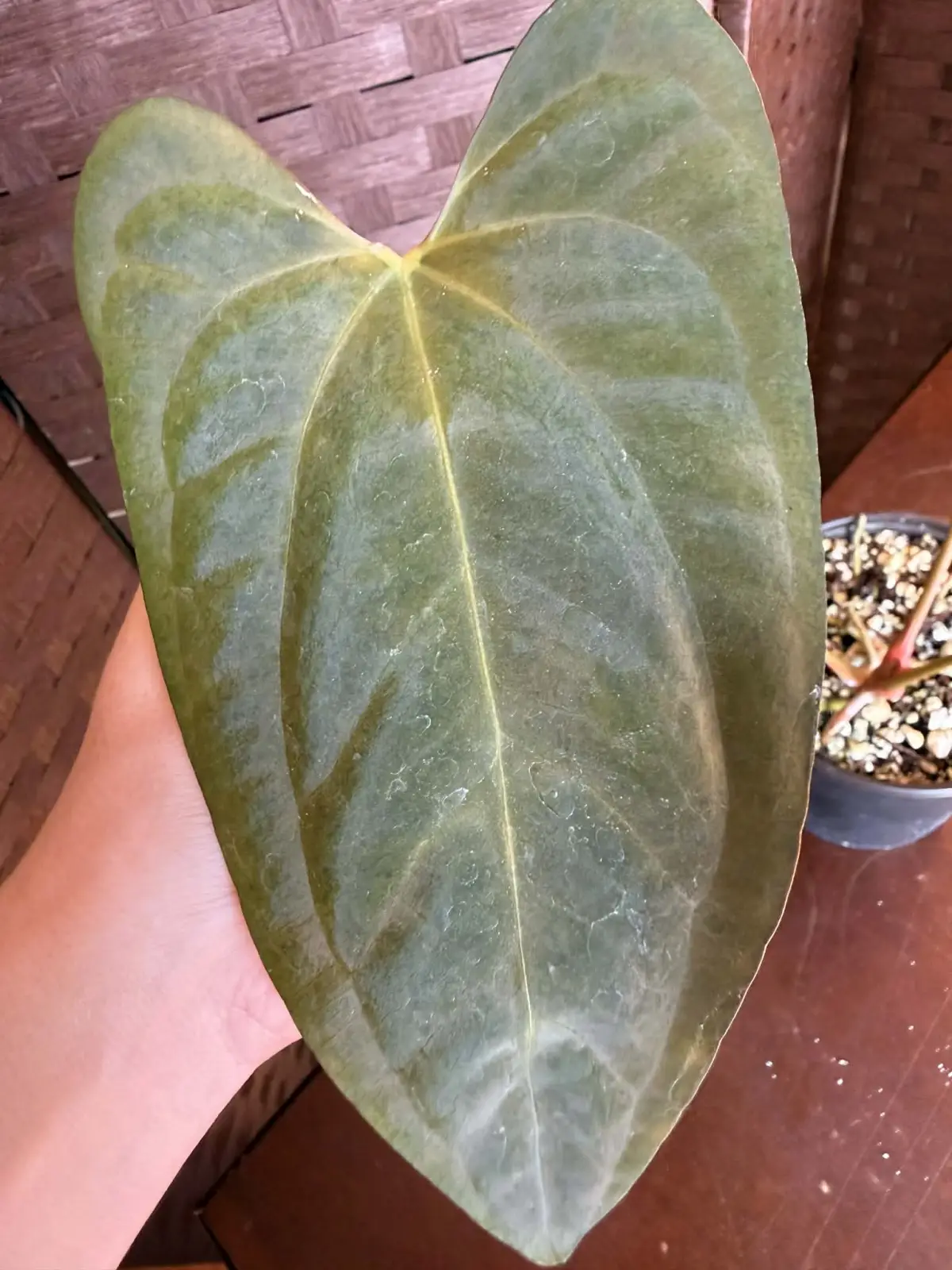 Anthurium BVIT x Portillae - Image 9