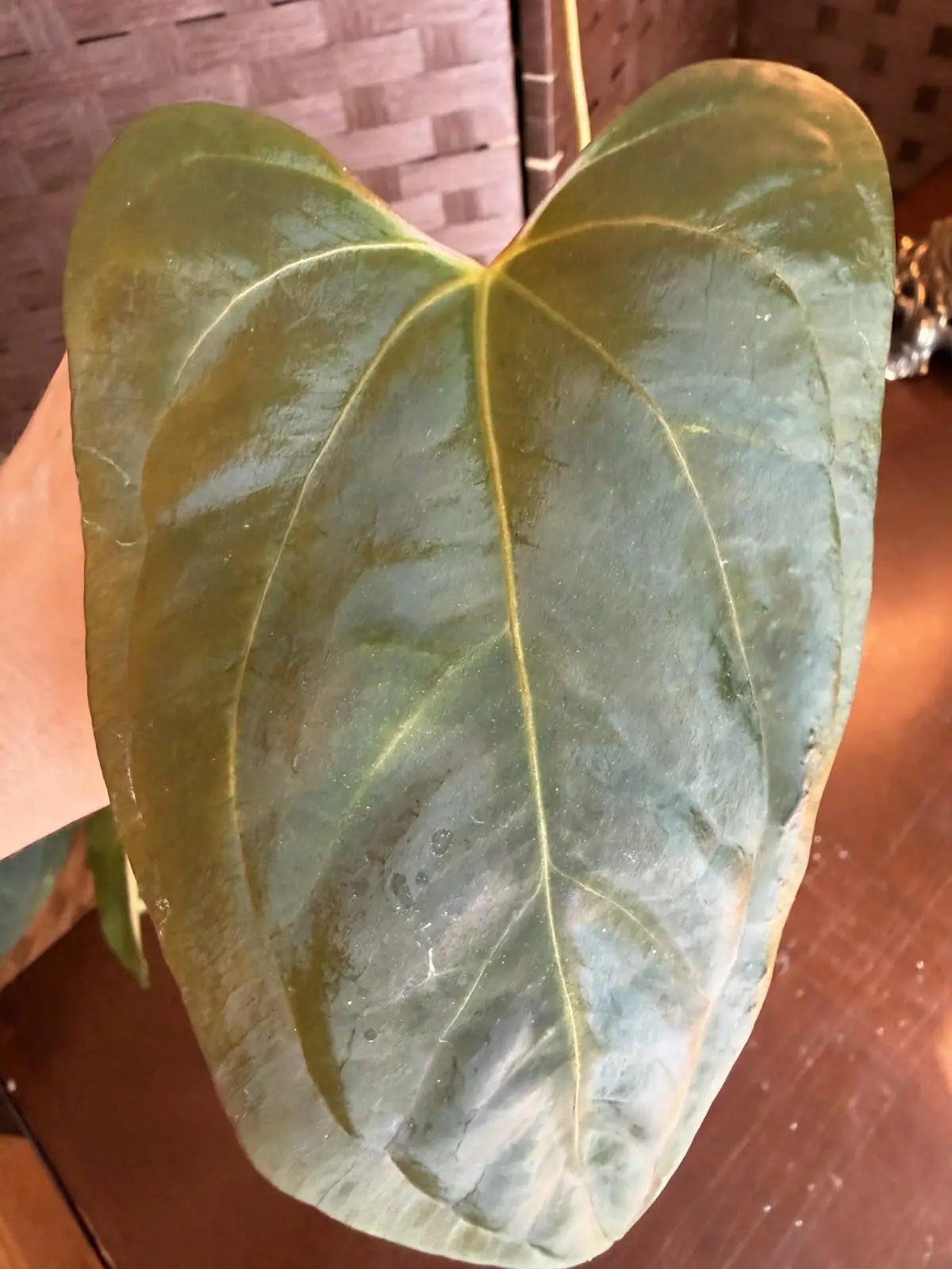 Anthurium BVIT x Portillae - Image 8