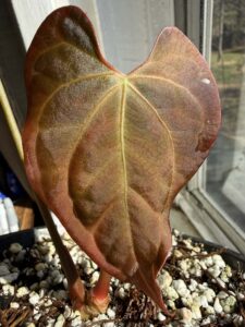 Anthurium BVIT x Self