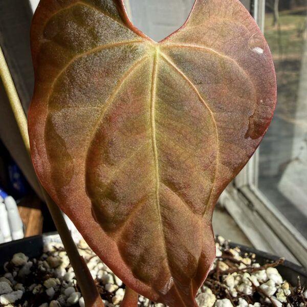 Anthurium BVIT x Self