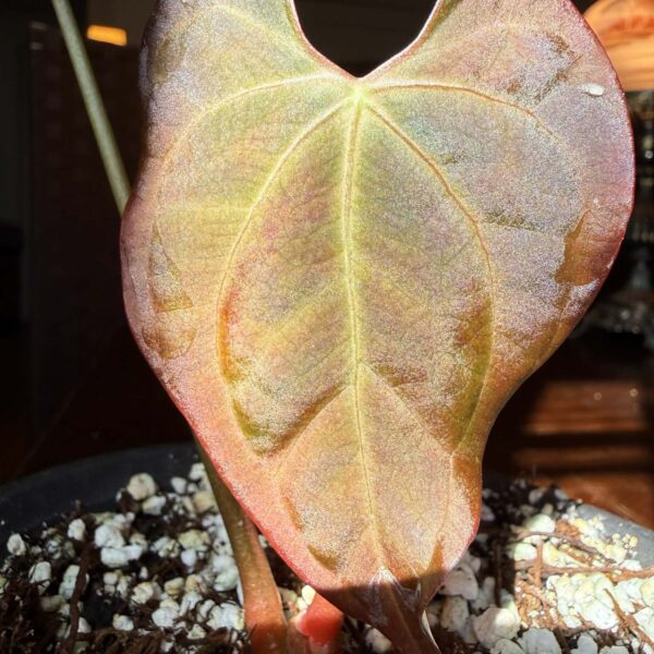 Anthurium BVIT x Self