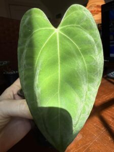 Anthurium Dark Phoenix x Self