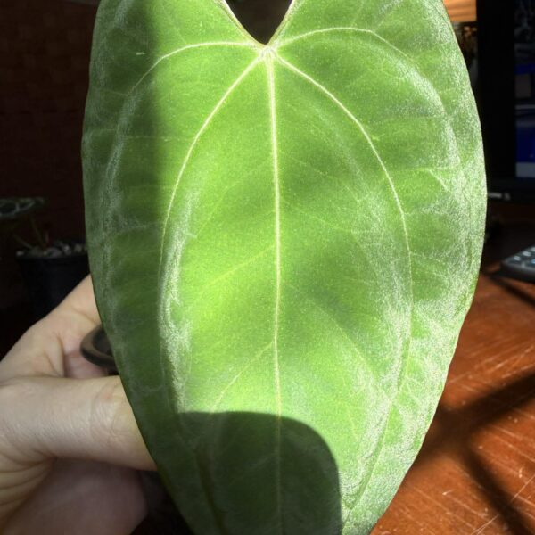 Anthurium Dark Phoenix x Self