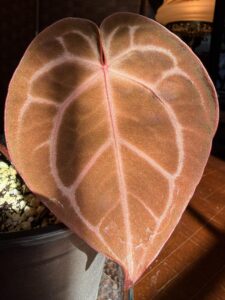 Anthurium Dorayaki x Michelle