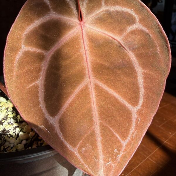 Anthurium Dorayaki x Michelle