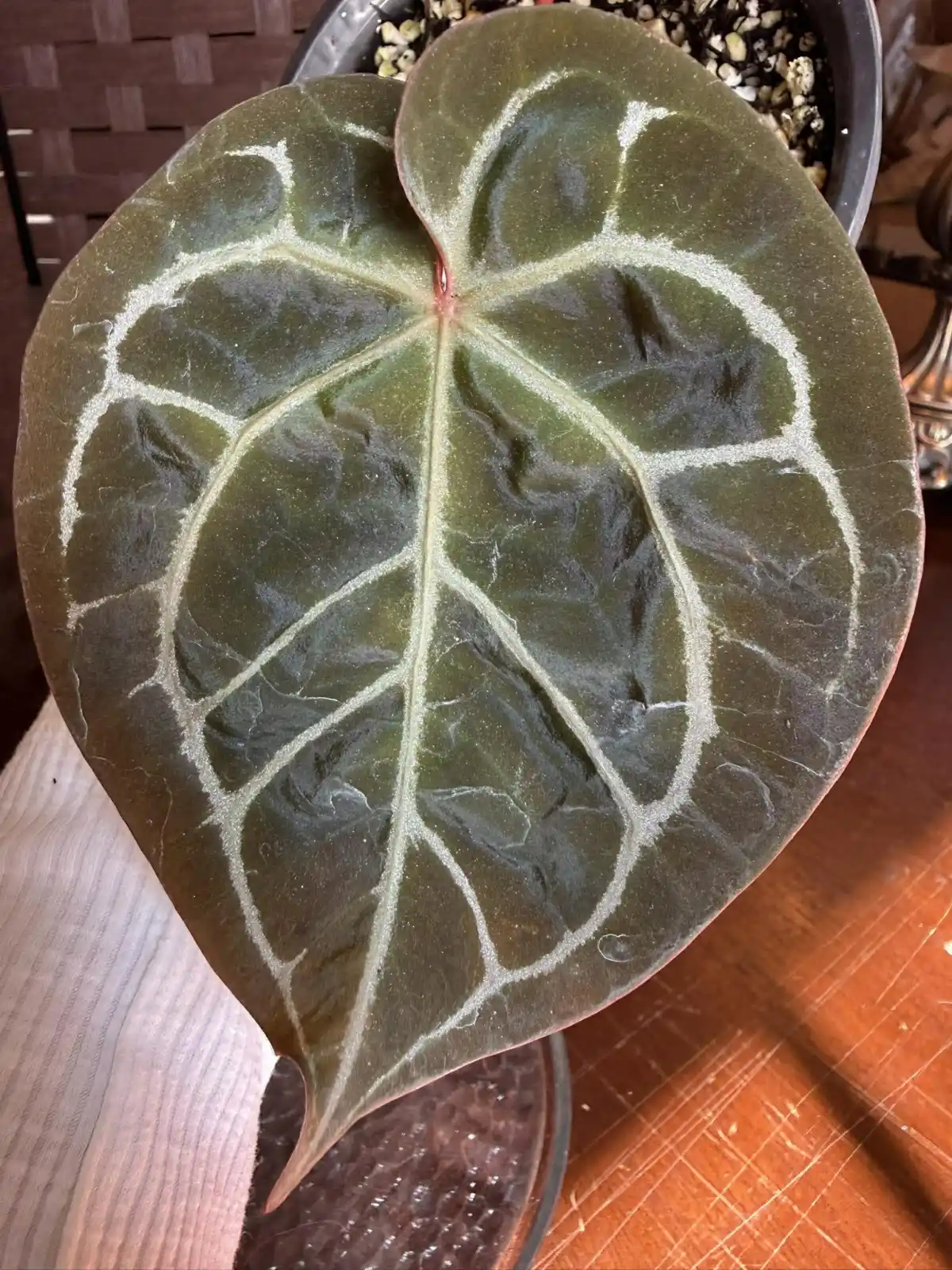 Anthurium Dorayaki x Michelle - Image 3