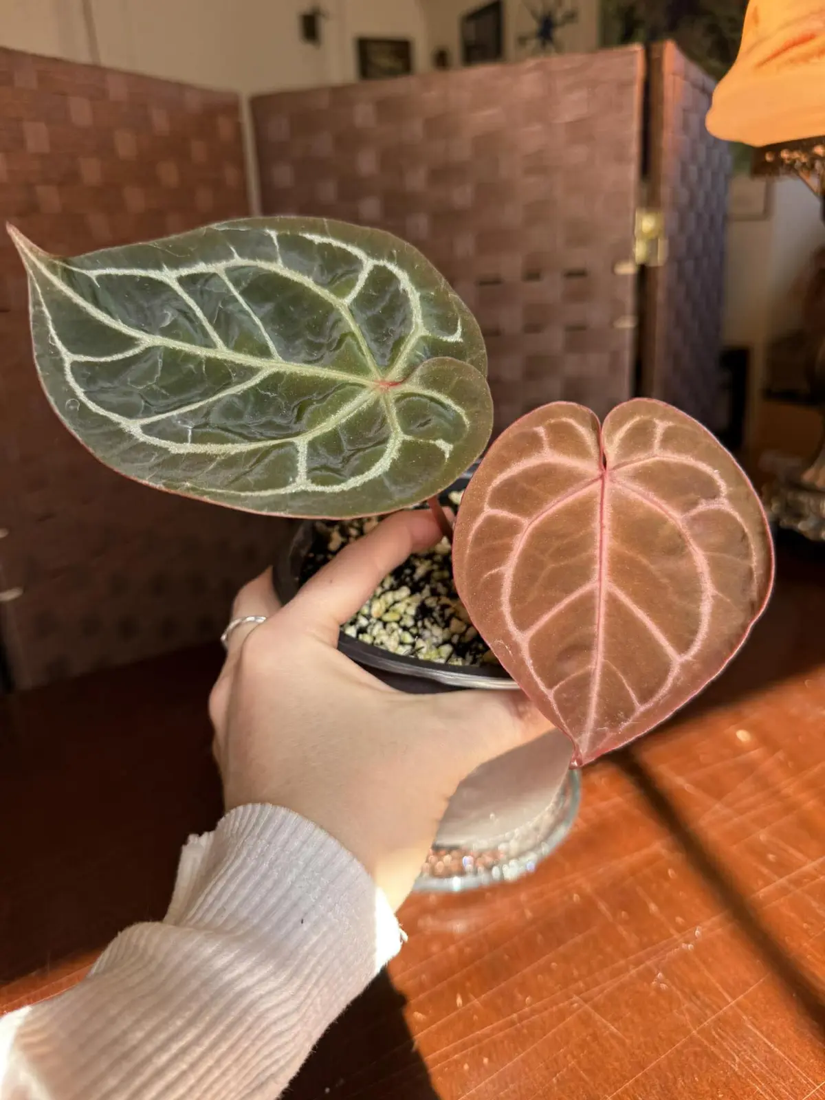 Anthurium Dorayaki x Michelle - Image 4