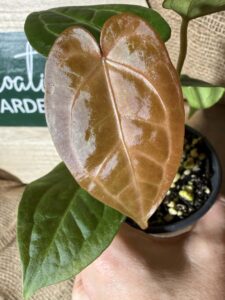 Anthurium Goliath x Kartel Daun NOID The Dale