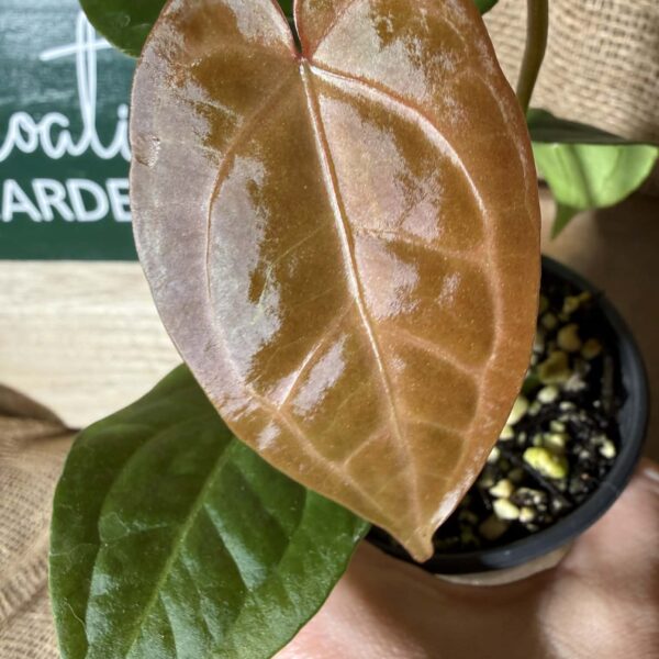 Anthurium Goliath x Kartel Daun NOID The Dale