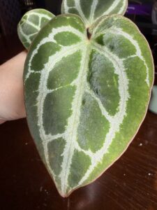 Anthurium King of Crystallinum