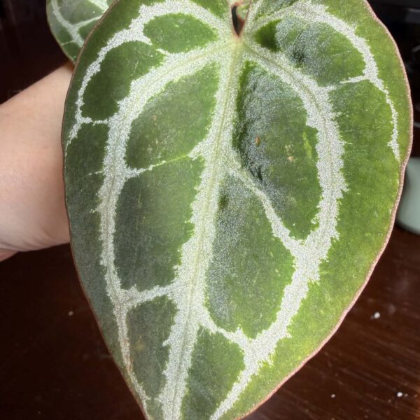 Anthurium King of Crystallinum