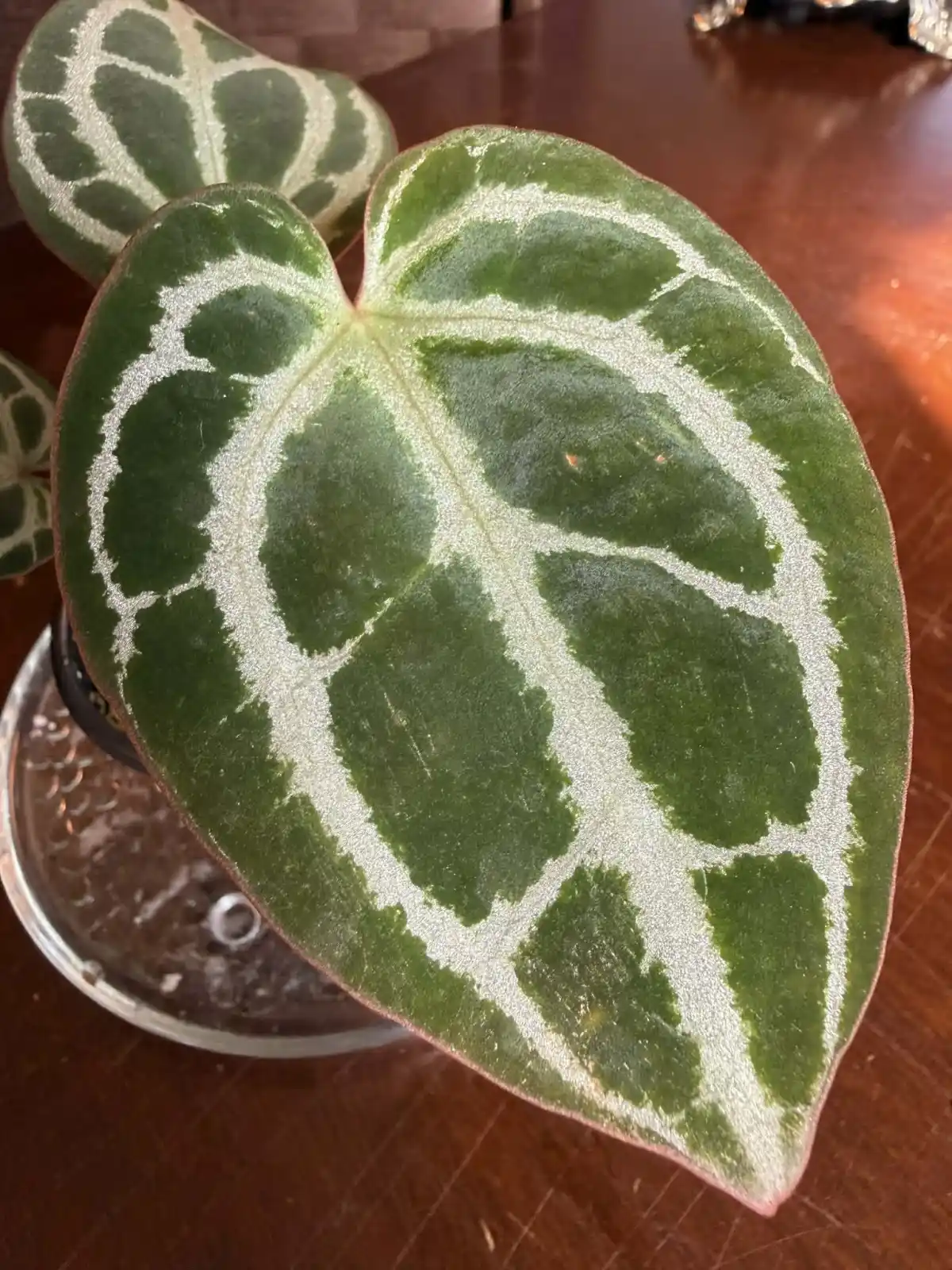 Anthurium King of Crystallinum - Image 3