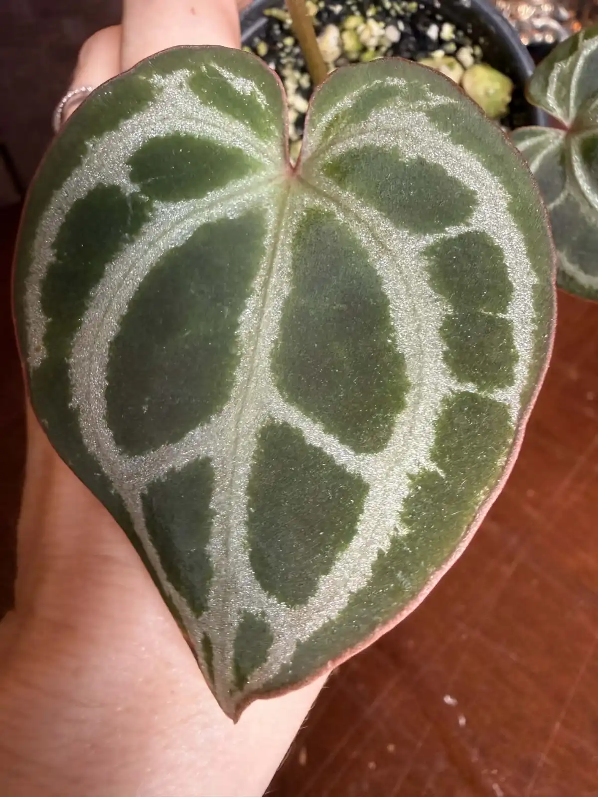 Anthurium King of Crystallinum - Image 4