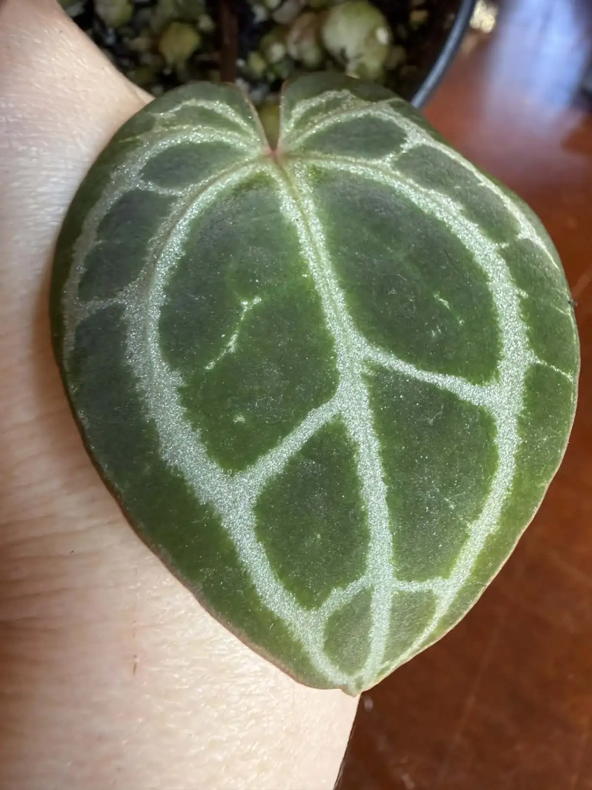 Anthurium King of Crystallinum - Image 5