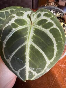 Anthurium King of Spades x Red Crystal