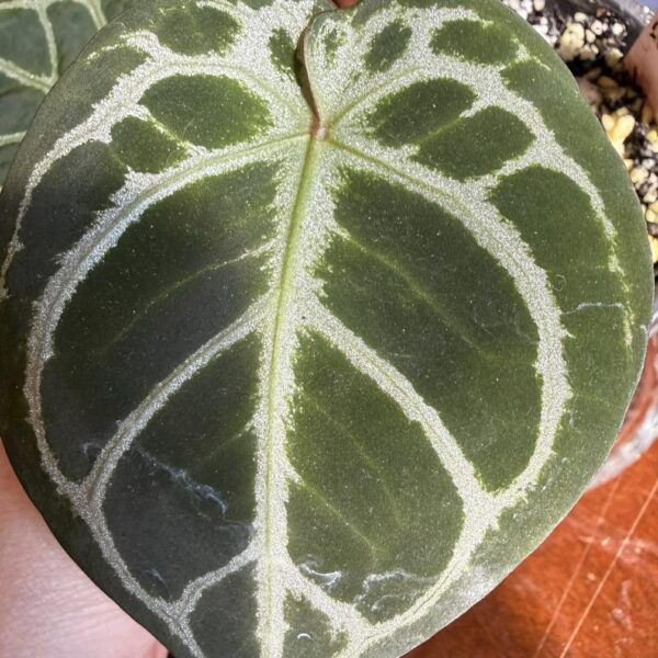 Anthurium King of Spades x Red Crystal